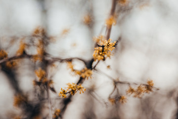 gelbe Blüten im Winter
