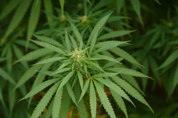 Close-up view of cannabis marijuana plant. Shallow depth of field with selective focus