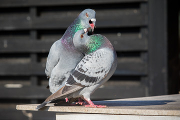 couples of homing pigeon bird natural mating