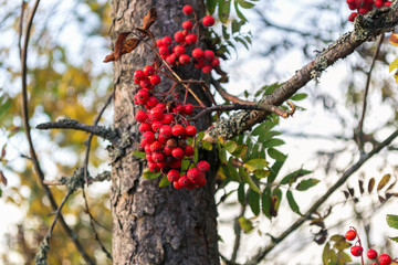 Rowan on tree
