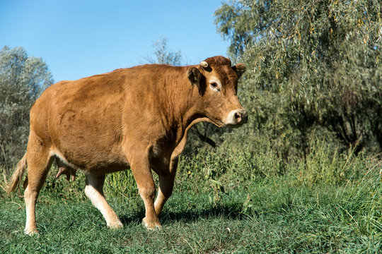 Attacco