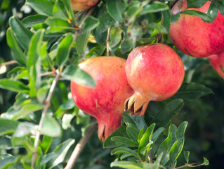 Pomegranate fruit has become in Fukuoka city, JAPAN.