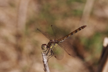 libellule dragonfly
