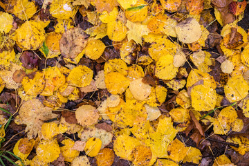 Colorful background image of fallen autumn leaves