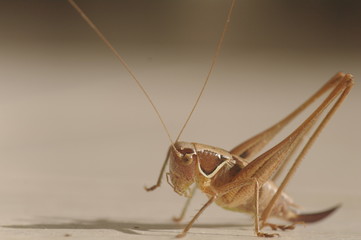 criquet sauterelle 	grasshopper cricket locust