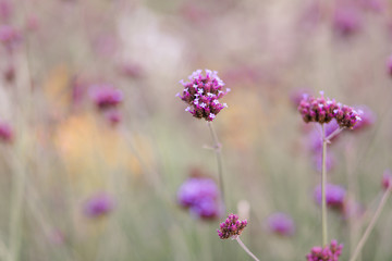 Obraz premium rosa Blume auf der Wiese