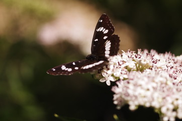 papillon butterfly