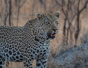 Leopards of Sabi Sand game reserve, South Africa