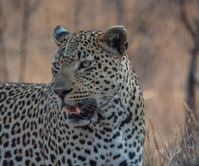 Leopards of Sabi Sand game reserve, South Africa