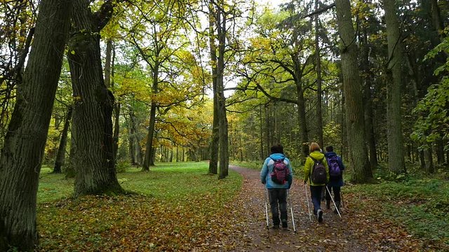 People do Nordic walking autumn forest
