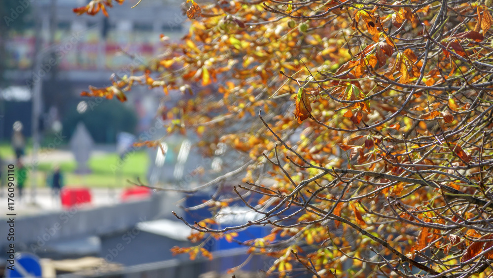 Wall mural trees with yellow leaves