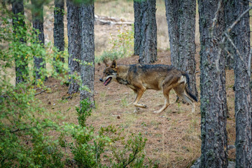 Canis Lupus Signatus profile between pine tree trunks