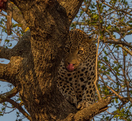 Leopards of Sabi Sand game reserve, South Africa