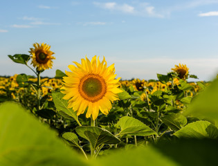 Beautiful landscape with sunflower field over cloudy blue