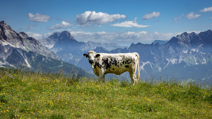 White and black cow in the Italian alps © F.C.G.