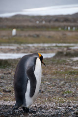 King Penguins at Fortuna Bay