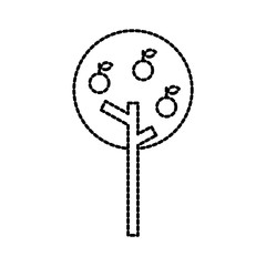 apple tree with fruits agriculture garden