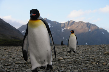 King Penguins at Fortuna Bay