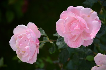 Obraz premium różowa róża