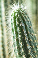 Cactus close-up. Home indoor plants with thorns. A succulent