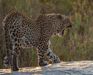 Obraz premium Leopards of Sabi Sand game reserve, South Africa