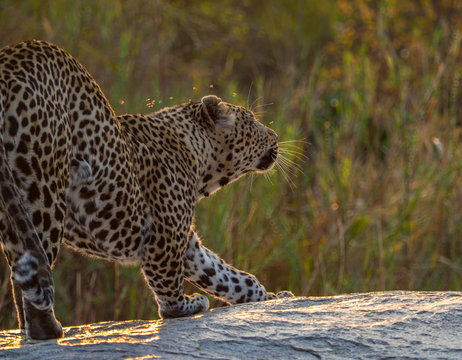 Leopards Of Sabi Sand Game Reserve, South Africa