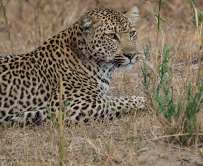 Leopards of Sabi Sand game reserve, South Africa