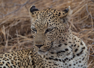 Fototapeta na wymiar Leopards of Sabi Sand game reserve, South Africa
