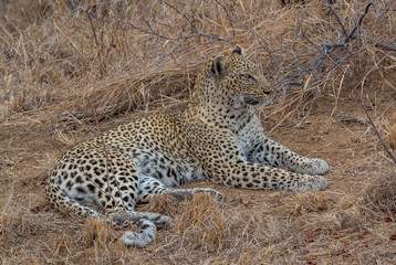 Leopards of Sabi Sand game reserve, South Africa