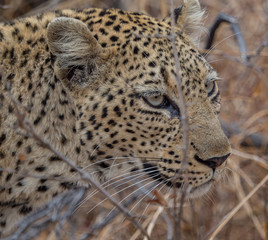 Leopards of Sabi Sand game reserve, South Africa