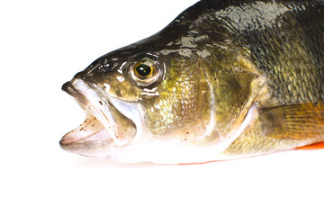 Perch fish isolated on white background