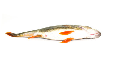Dead fish isolated on white background