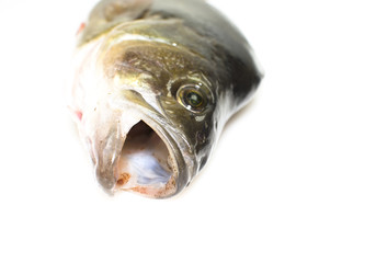 Dead fish isolated on white background