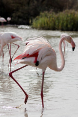 Flamingo (Phoenicopterus roseus) walking in swamp