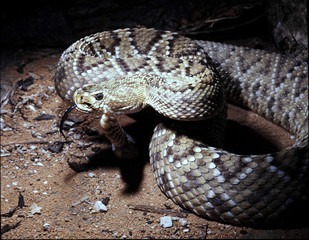 Mexican west coast rattlesnake, Crotalus basiliscus, explore the language of the neighborhood