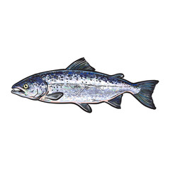 vector sketch cartoon style sea fish salmon. Isolated illustration on a white background. Seafood delicacy, restaurant menu decoration design object concept