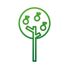 apple tree with fruits agriculture garden