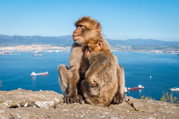 Naklejka premium Sitting Barbary macaques on top of the Rock of Gibraltar