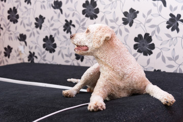 Lagotto romagnolo dog