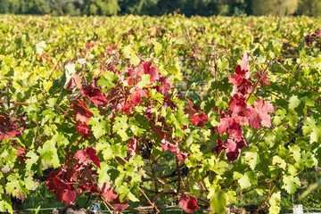 Automne, vignes du Médoc près de Bordeaux (Gironde, France)