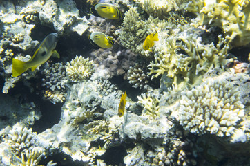 Fototapeta na wymiar Bright fish near the coral. Lutianidae. Chaetodon austriacus. Pomacentrus sulfureus