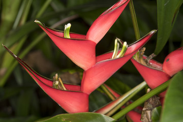Heliconia 'Olympic Flame'