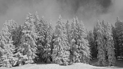 Winterlandschaft mit verschneiten Tannen