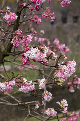 Viburnum x bodnantense 'Dawn'