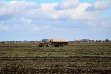 Fototapeta premium Traktor auf Mohrrübenfeld