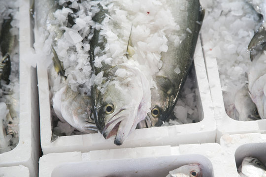 Peces en lonja 3