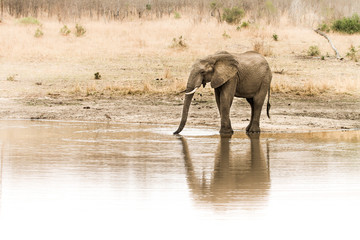 Obraz na płótnie Canvas Elephant bull drinking in the dry season
