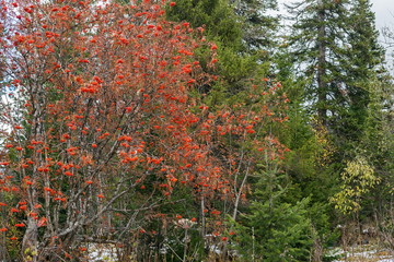 Дерево красной рябины на флне хвойных деревьев, поздней осенью.