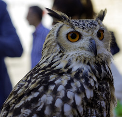 Owl sitting on falconry glove at the festival of historical reconstruction.