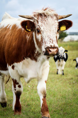 Naklejka na ściany i meble Kuh, Kühe, Rinder auf der Weide 